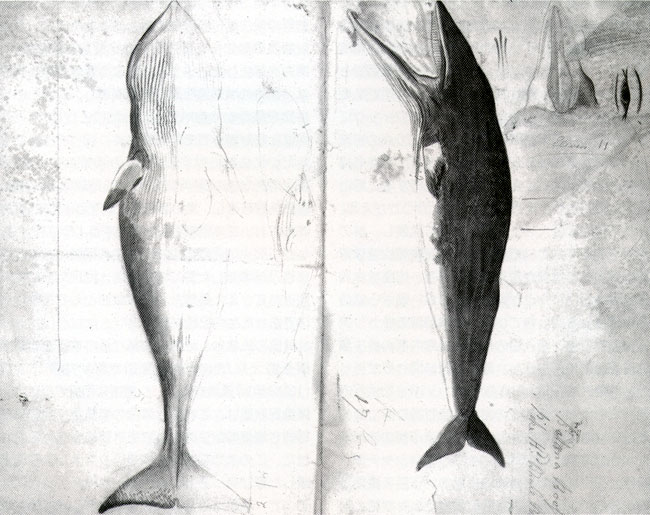 Minke whale